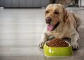 Happy Dog Food Review