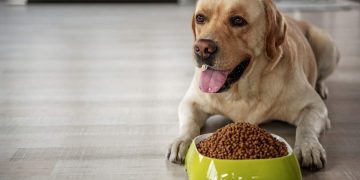Happy Dog Food Review