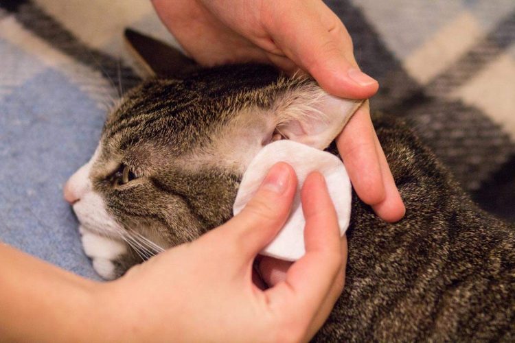 How Do I Clean My Cat's Ears?