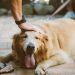 10 Ways to Be Kind to Your Dog Kind to Your Dog