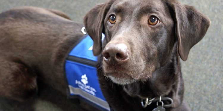 Service Dog