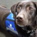 Tips on How to Get a Service Dog Service Dog