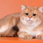 Shorthair Cat