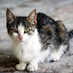 Shorthair Cat
