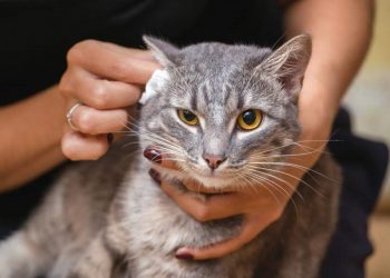 How Do I Clean My Cat's Ears?