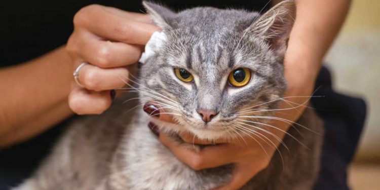 How Do I Clean My Cat's Ears?