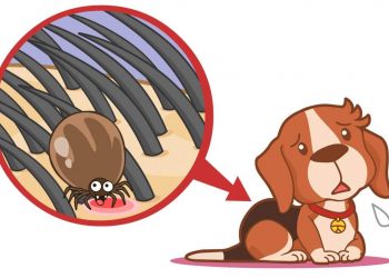 Dog Fleas