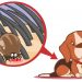 My Dog Has Fleas? Dog Fleas: 14 Questions Answered Dog Fleas