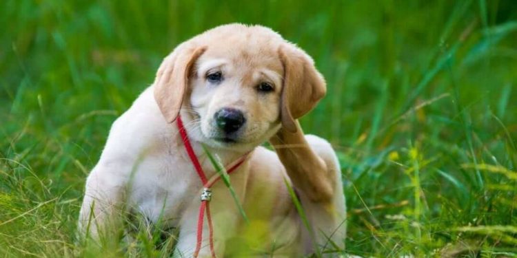 Dog Fleas