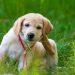 Types of Flea Treatments: Which Works Best? Dog Fleas