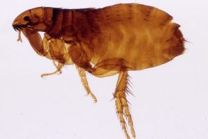 My Dog Has Fleas? Dog Fleas: 14 Questions Answered Dog Fleas