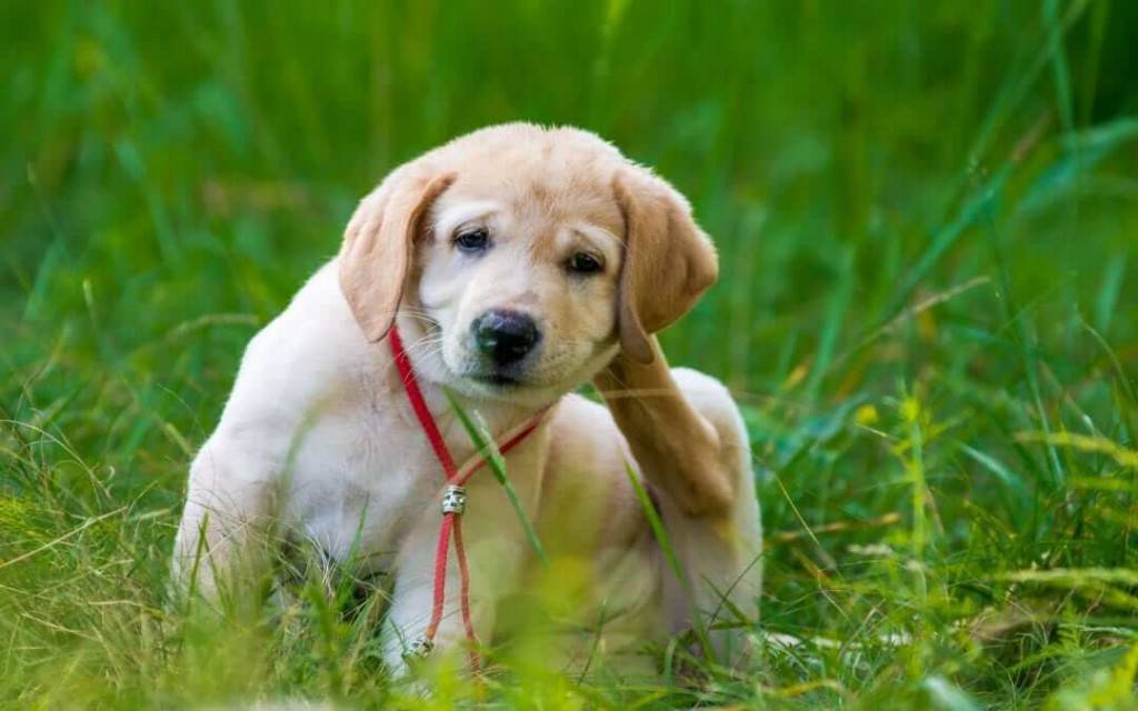 My Dog Has Fleas? Dog Fleas: 14 Questions Answered Dog Fleas
