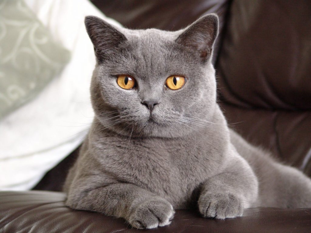 British Shorthair Cats: Everything You Need to Know - wide 11