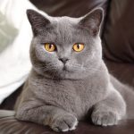 Shorthair Cat