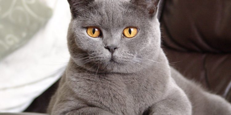 Shorthair Cat