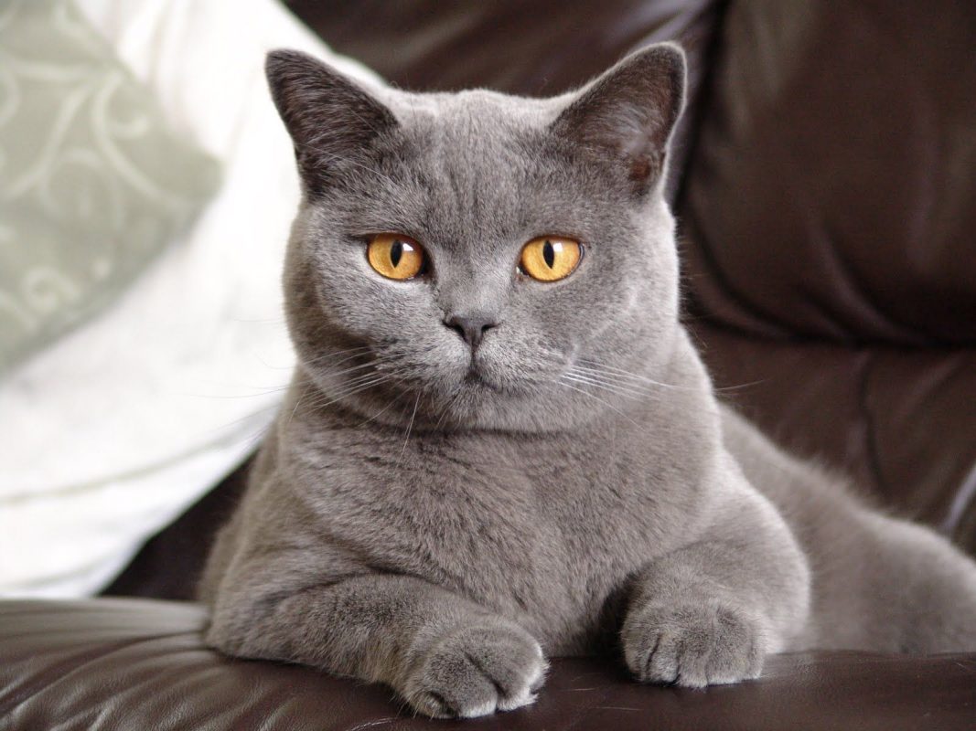 Blue British Shorthair Cat Rescue - wide 8