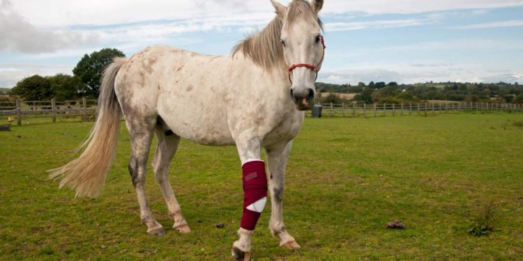 Horse Insurance