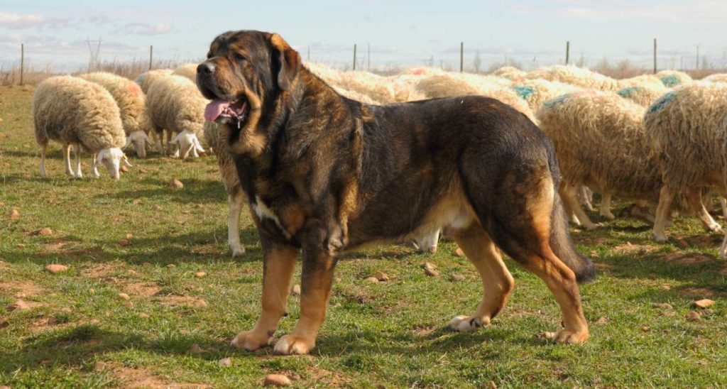 Spanish Mastiff Great Guard Dog