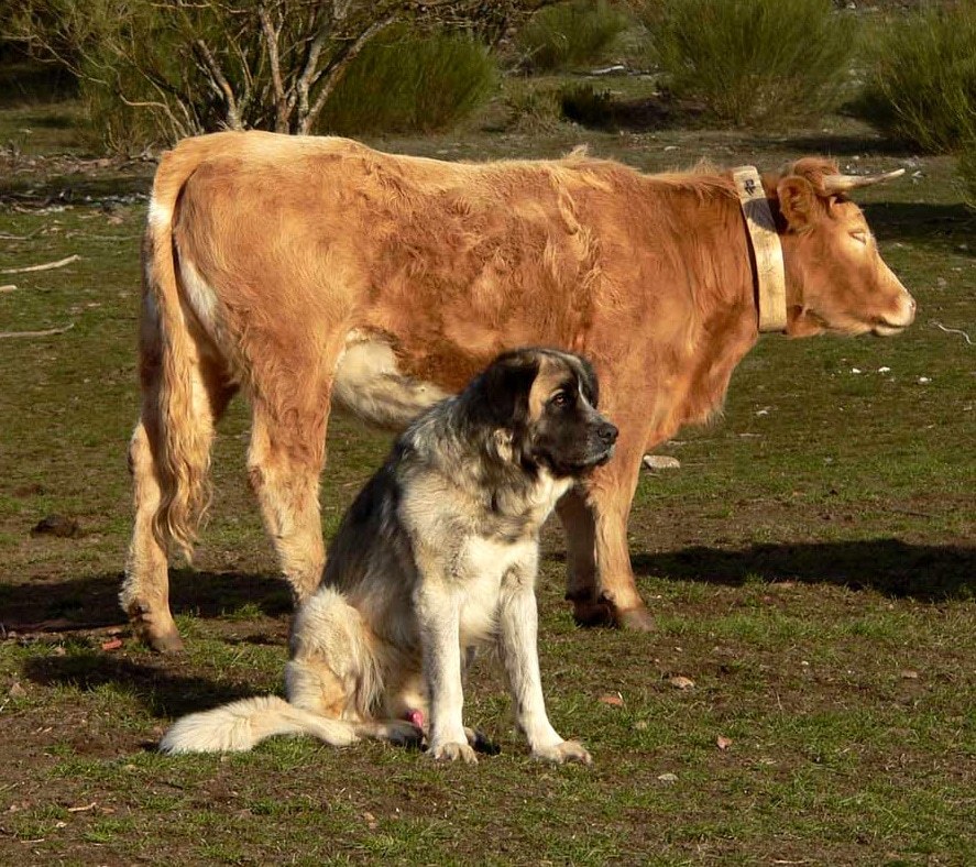 Spanish Mastiff – One of the best guard dog Spanish Mastiff