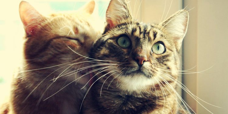 How To Recognize And Maintain A Happy Cat? cat language