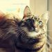 How To Recognize And Maintain A Happy Cat? cat language