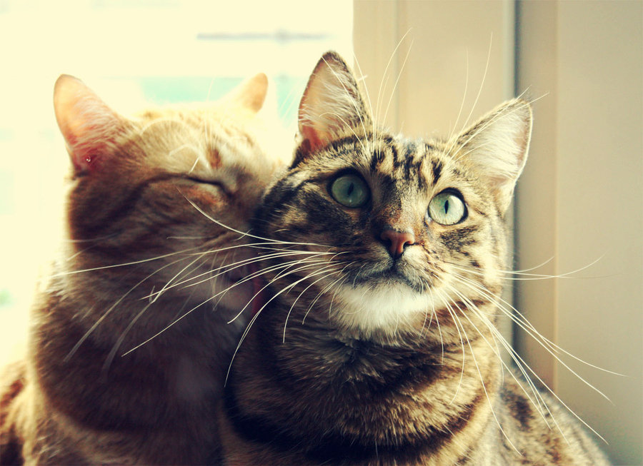 cat language