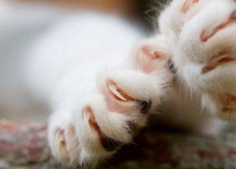 How Do I Cut My Cat's Claws?