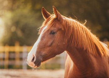 Horse Temperature: When And How To Take It?