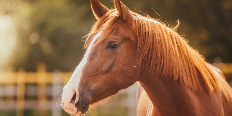 Horse Temperature: When And How To Take It?
