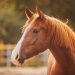Horse Temperature: When And How To Take It? Horse Temperature: When And How To Take It?
