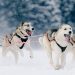Sled Dogs - Hard Working Breeds Sled dog