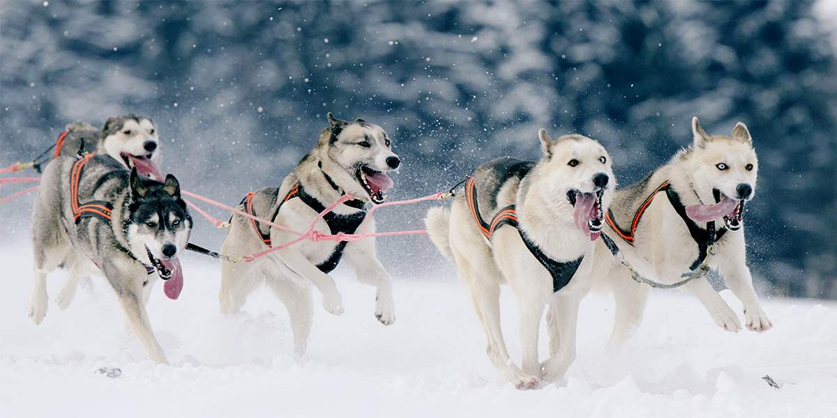 Sled Dogs - Hard Working Breeds Sled dog