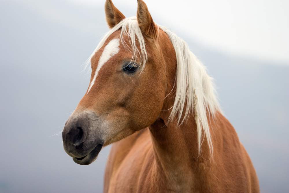 Horse temperature 