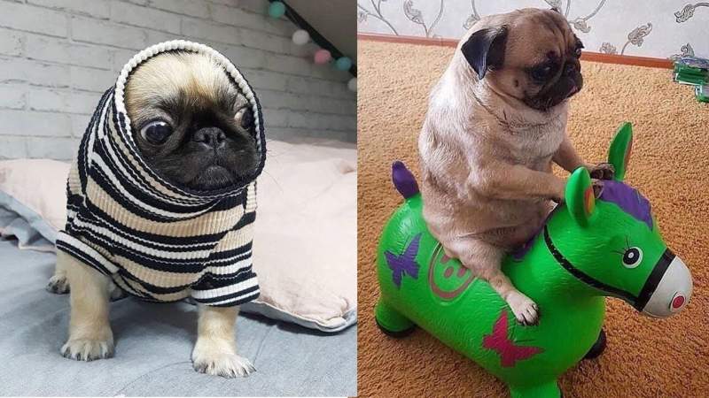 10 Best Cute Small Dog Breeds for Your Apartment Cute Small Dog Breeds