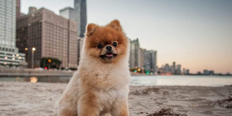 Cute Small Dog Breeds