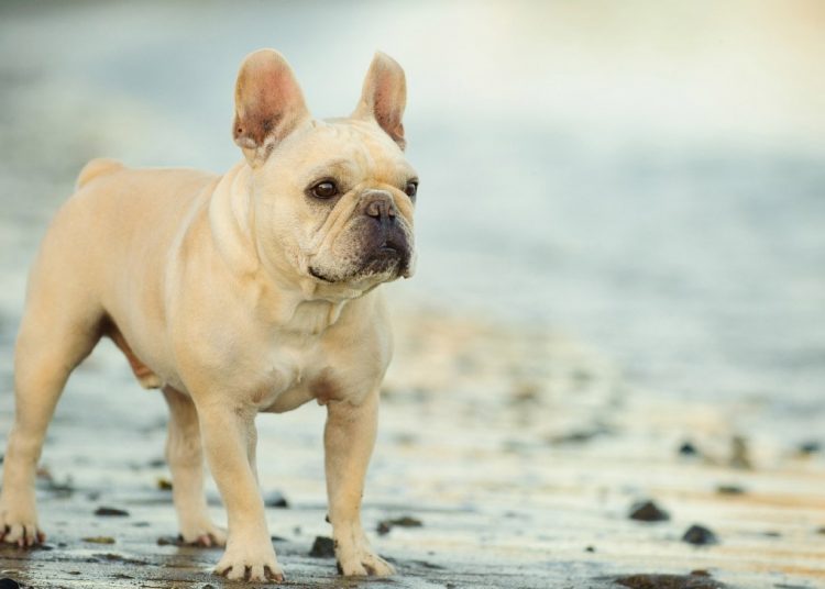 10 Best Cute Small Dog Breeds for Your Apartment Cute Small Dog Breeds