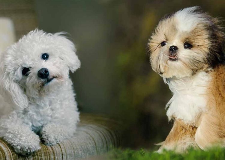 10 Best Cute Small Dog Breeds for Your Apartment Cute Small Dog Breeds