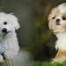 Cute Small Dog Breeds
