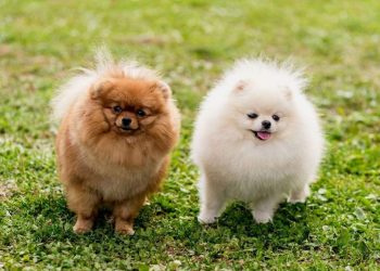 Exploring The Unique Traits Of Diverse Dog Breeds