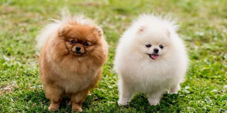 Exploring The Unique Traits Of Diverse Dog Breeds