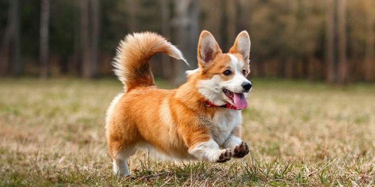 10 Best Cute Small Dog Breeds for Your Apartment Cute Small Dog Breeds