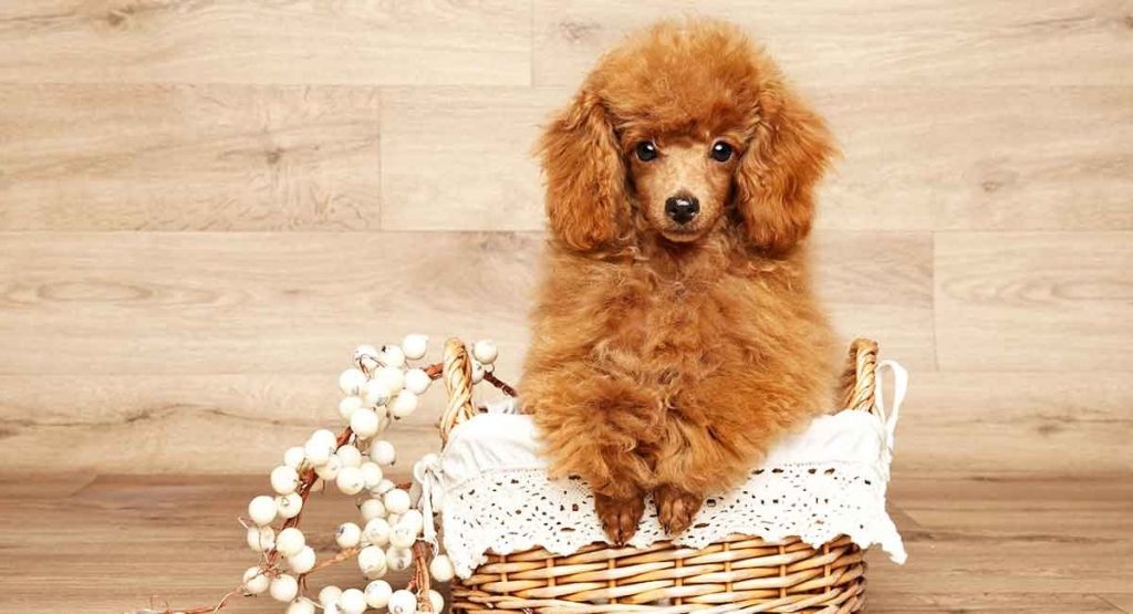 10 Best Cute Small Dog Breeds for Your Apartment Cute Small Dog Breeds