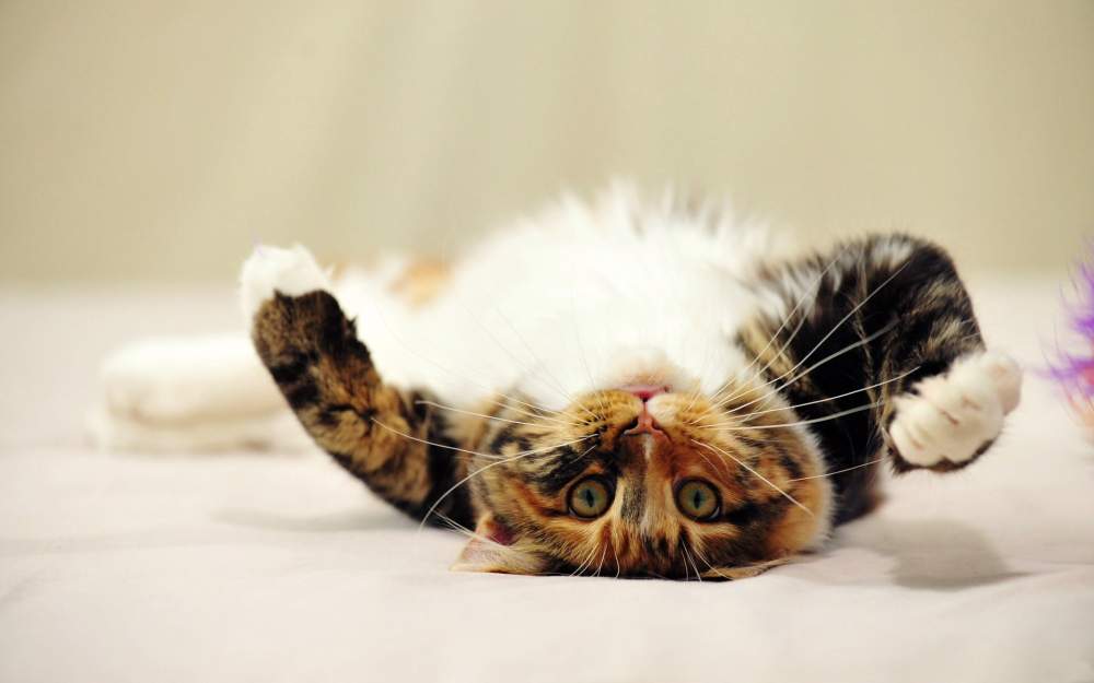 How To Recognize And Maintain A Happy Cat? Happy cat