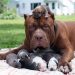 Dog Breeding 101 - Answers To Your Questions Dog Breeding