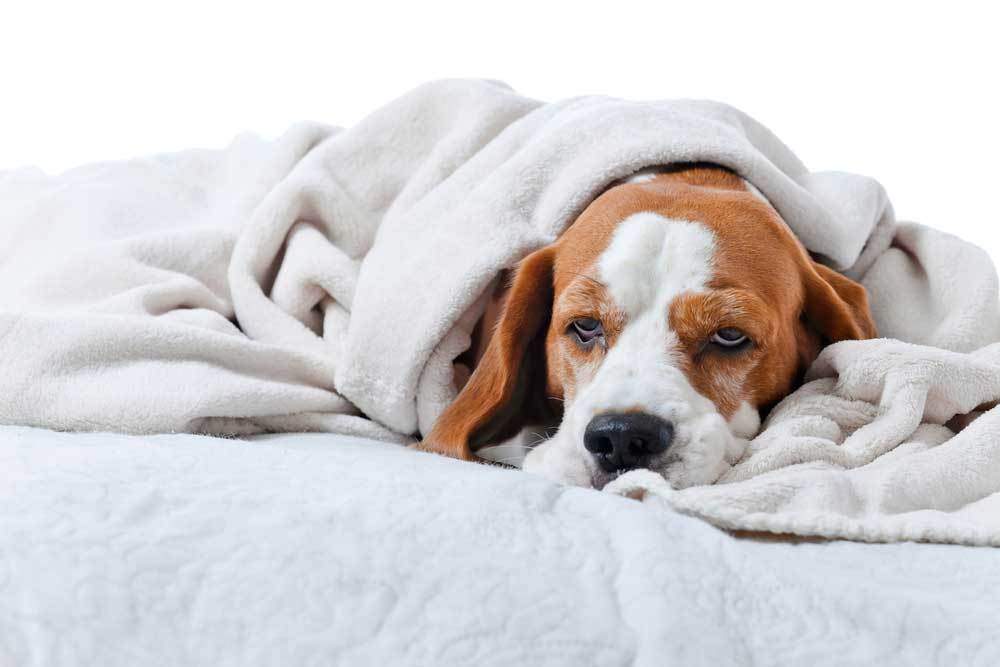 Dog's Temperature: What To Do In Case Of Fever?