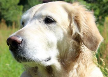 Diarrhea In Dogs, How To Approach It With Discernment