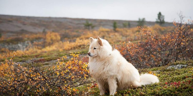 Finnish Lapphund