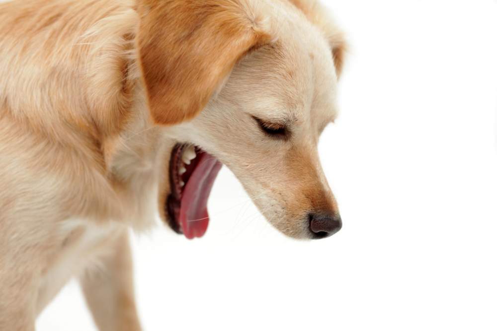 Diarrhea in dogs