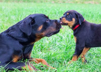 How to Introduce your Dog to a New Puppy