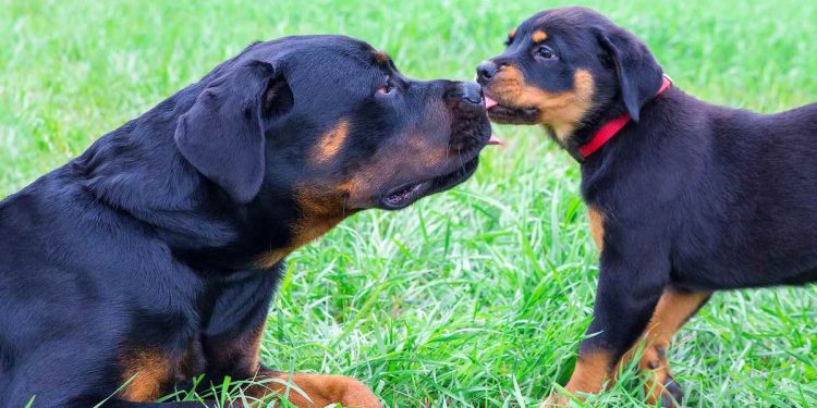 How to Introduce your Dog to a New Puppy